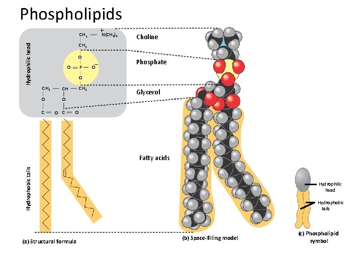 Phospholipids +N(CH ) Hydrophilic head CH 2 3 3 Choline CH 2 O P Phospholipids +N(CH ) Hydrophilic head CH 2 3 3 Choline CH 2 O P
