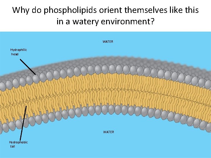 Why do phospholipids orient themselves like this in a watery environment? WATER Hydrophilic head Why do phospholipids orient themselves like this in a watery environment? WATER Hydrophilic head