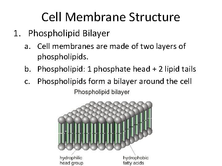Cell Membrane Structure 1. Phospholipid Bilayer a. Cell membranes are made of two layers Cell Membrane Structure 1. Phospholipid Bilayer a. Cell membranes are made of two layers