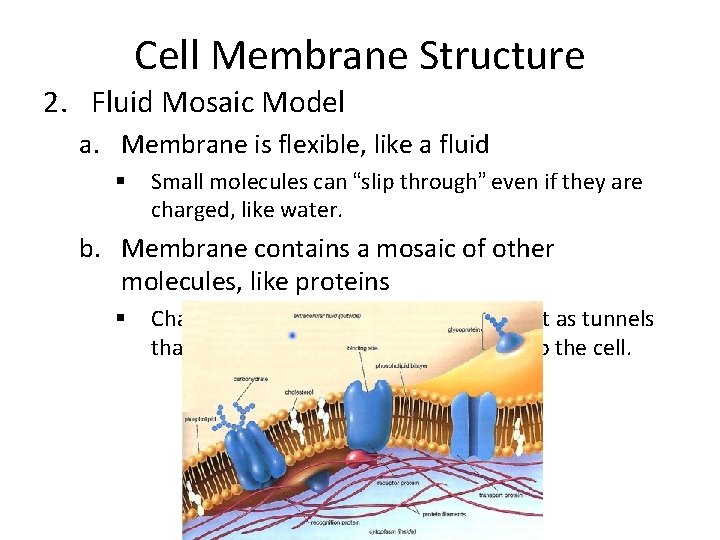 Cell Membrane Structure 2. Fluid Mosaic Model a. Membrane is flexible, like a fluid Cell Membrane Structure 2. Fluid Mosaic Model a. Membrane is flexible, like a fluid