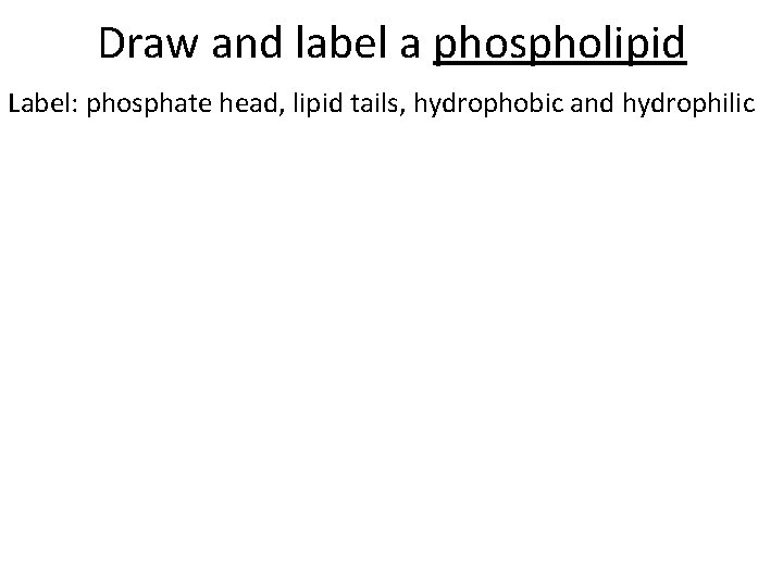 Draw and label a phospholipid Label: phosphate head, lipid tails, hydrophobic and hydrophilic Draw and label a phospholipid Label: phosphate head, lipid tails, hydrophobic and hydrophilic