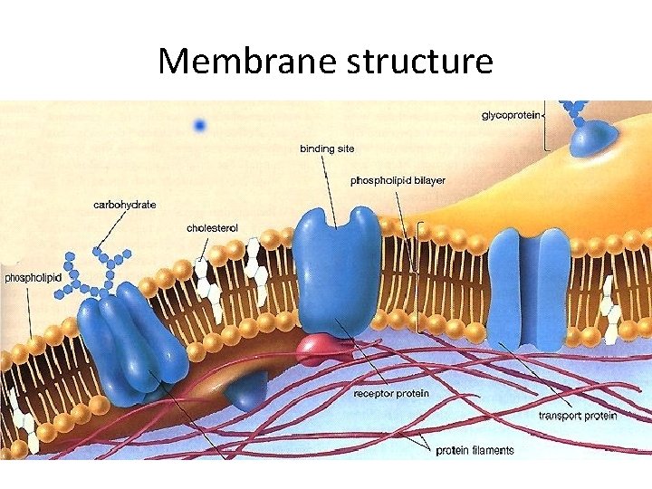 Membrane structure Membrane structure