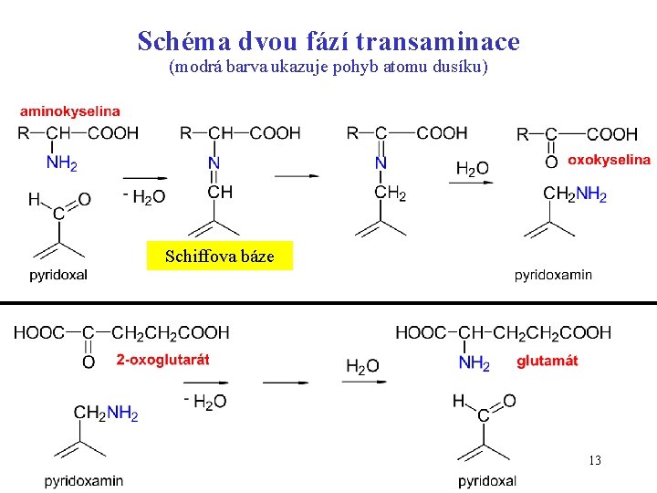 Schéma dvou fází transaminace (modrá barva ukazuje pohyb atomu dusíku) Schiffova báze 13 