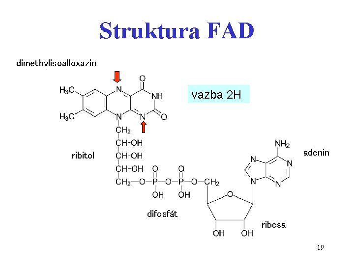 Struktura FAD dimethylisoalloxazin vazba 2 H adenin ribitol difosfát ribosa 19 