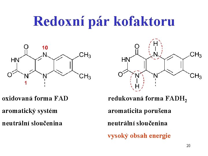 Redoxní pár kofaktoru oxidovaná forma FAD redukovaná forma FADH 2 aromatický systém aromaticita porušena