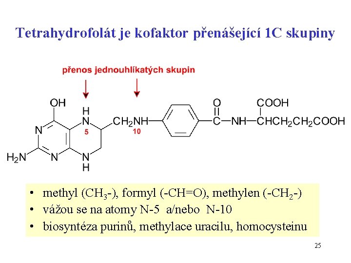 Tetrahydrofolát je kofaktor přenášející 1 C skupiny • methyl (CH 3 -), formyl (-CH=O),