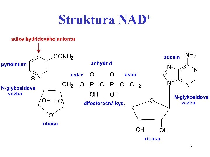 Struktura NAD+ 7 