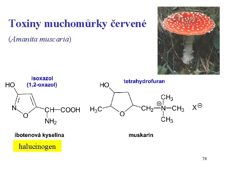 Toxiny muchomůrky červené (Amanita muscaria) halucinogen 74 