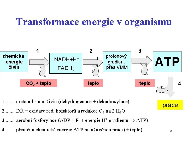 Transformace energie v organismu chemická energie živin 1 2 NADH+H+ FADH 2 CO 2