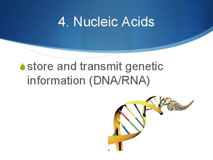 4. Nucleic Acids S store and transmit genetic information (DNA/RNA) 