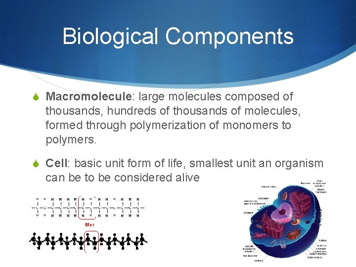 Biological Components S Macromolecule: large molecules composed of thousands, hundreds of thousands of molecules,