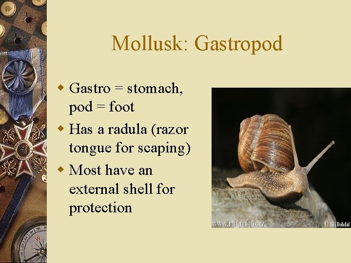 Mollusk: Gastropod w Gastro = stomach, pod = foot w Has a radula (razor