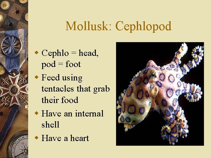 Mollusk: Cephlopod w Cephlo = head, pod = foot w Feed using tentacles that