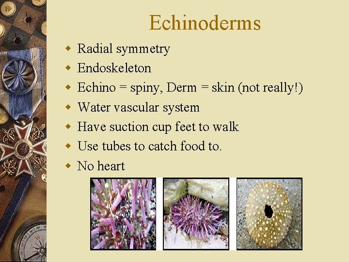 Echinoderms w w w w Radial symmetry Endoskeleton Echino = spiny, Derm = skin