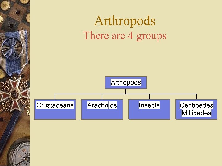 Arthropods There are 4 groups 