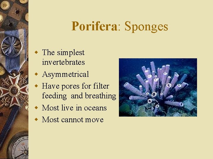 Porifera: Sponges w The simplest invertebrates w Asymmetrical w Have pores for filter feeding