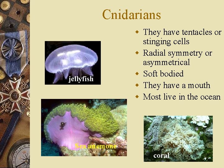 Cnidarians jellyfish w They have tentacles or stinging cells w Radial symmetry or asymmetrical