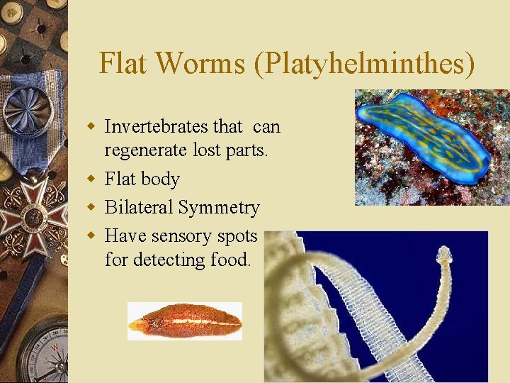 Flat Worms (Platyhelminthes) w Invertebrates that can regenerate lost parts. w Flat body w