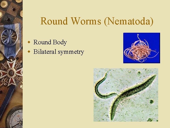 Round Worms (Nematoda) w Round Body w Bilateral symmetry 