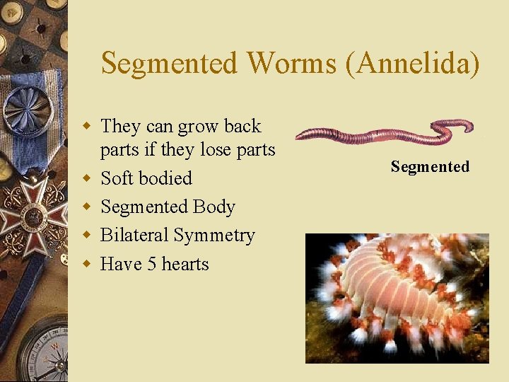 Segmented Worms (Annelida) w They can grow back parts if they lose parts w