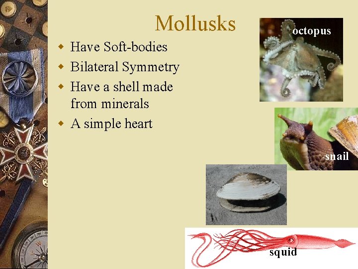 Mollusks octopus w Have Soft-bodies w Bilateral Symmetry w Have a shell made from