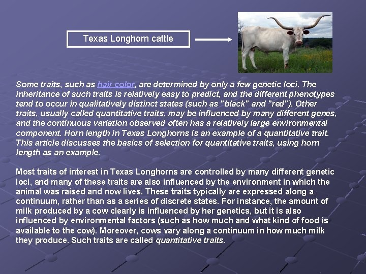 Texas Longhorn cattle Some traits, such as hair color, are determined by only a