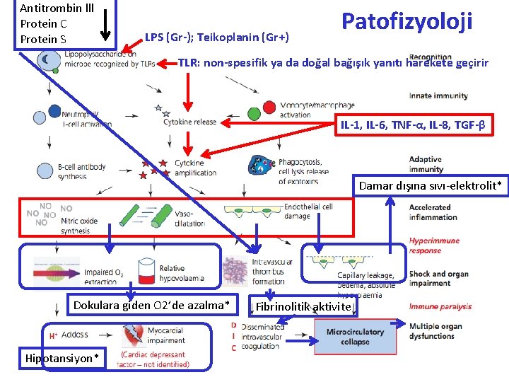 Antitrombin lll Protein C Protein S LPS (Gr-); Teikoplanin (Gr+) Patofizyoloji TLR: non-spesifik ya