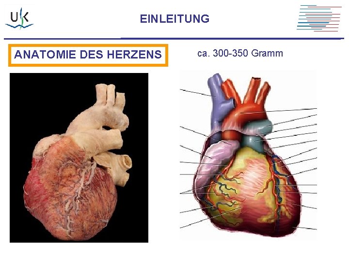 EINLEITUNG ANATOMIE DES HERZENS ca. 300 -350 Gramm 