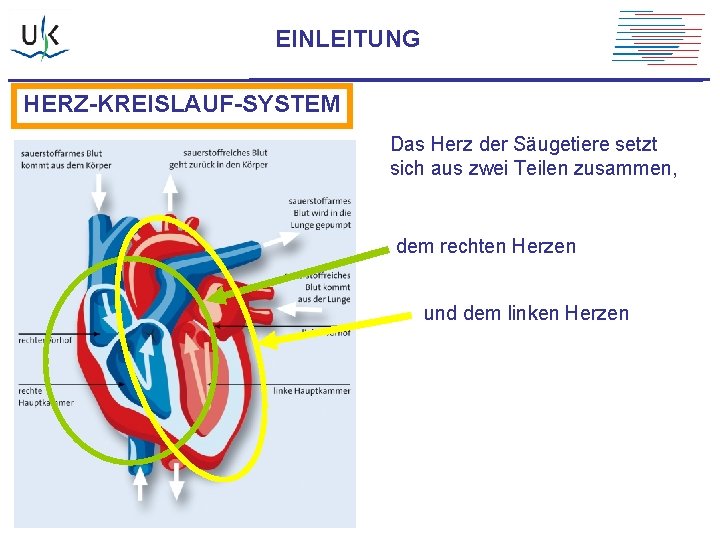 EINLEITUNG HERZ-KREISLAUF-SYSTEM Das Herz der Säugetiere setzt sich aus zwei Teilen zusammen, dem rechten