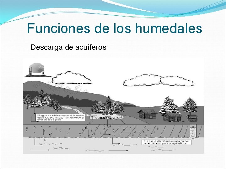 Funciones de los humedales Descarga de acuíferos 