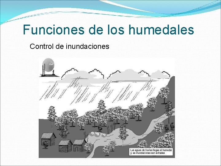 Funciones de los humedales Control de inundaciones 