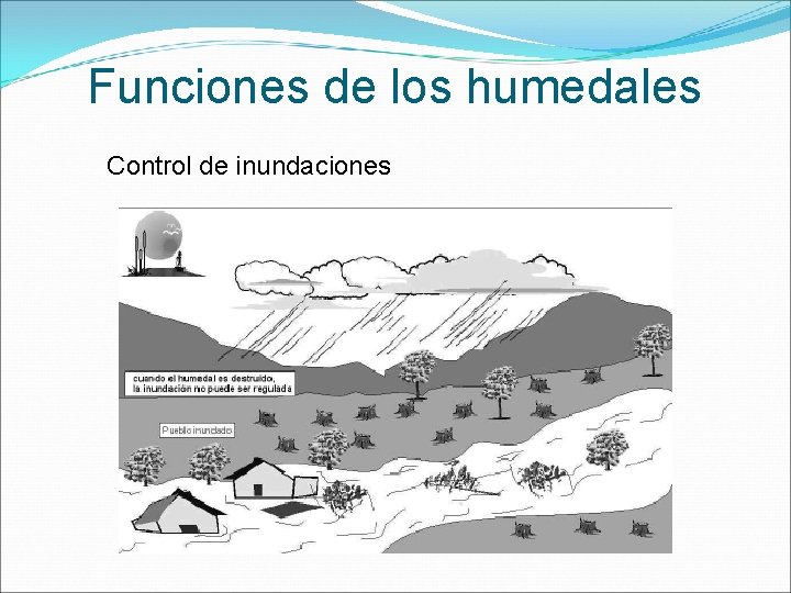 Funciones de los humedales Control de inundaciones 