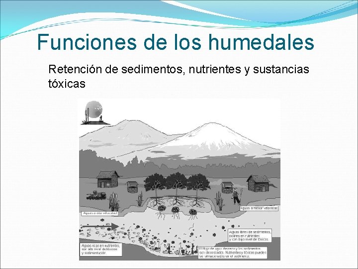 Funciones de los humedales Retención de sedimentos, nutrientes y sustancias tóxicas 