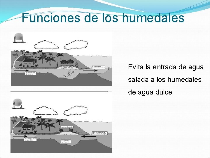 Funciones de los humedales Evita la entrada de agua salada a los humedales de