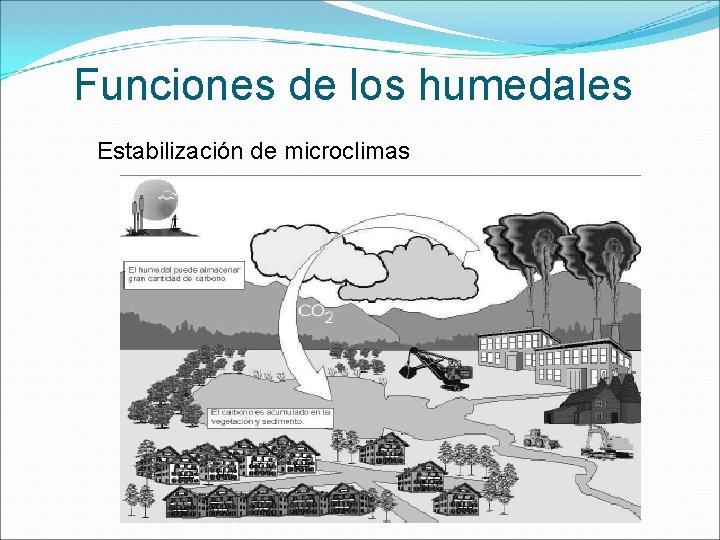 Funciones de los humedales Estabilización de microclimas 