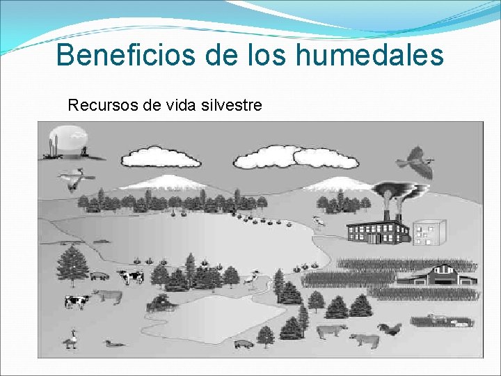 Beneficios de los humedales Recursos de vida silvestre 