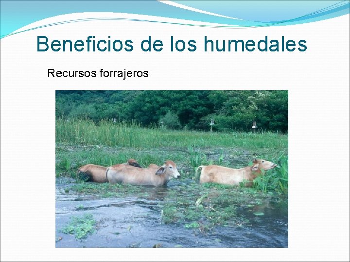 Beneficios de los humedales Recursos forrajeros 