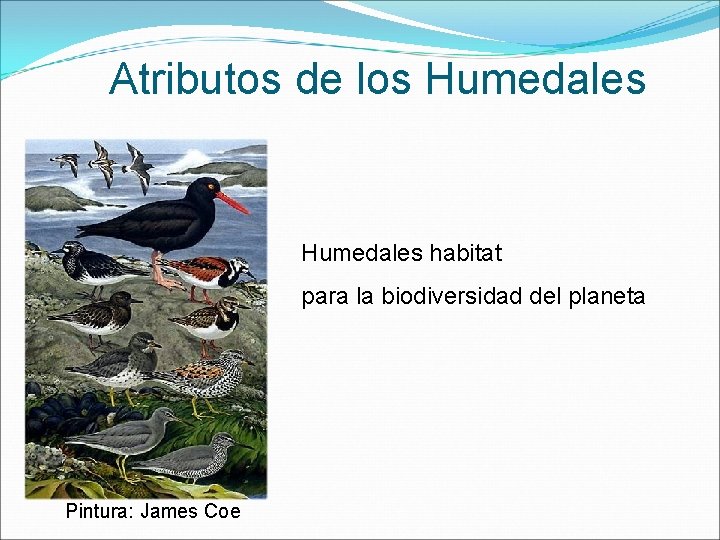 Atributos de los Humedales habitat para la biodiversidad del planeta Pintura: James Coe 