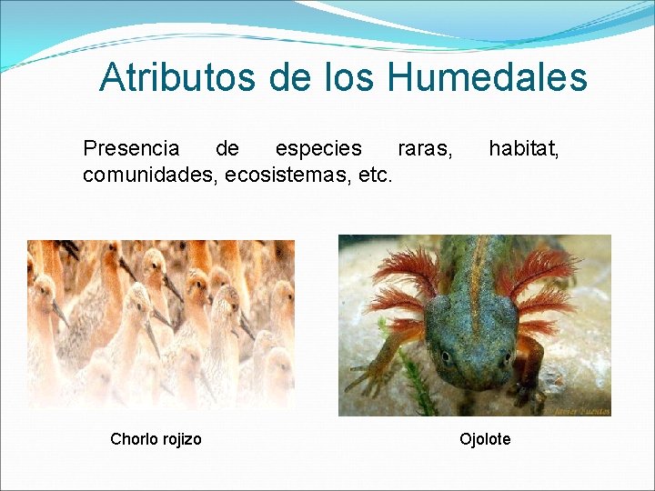 Atributos de los Humedales Presencia de especies raras, comunidades, ecosistemas, etc. Chorlo rojizo habitat,