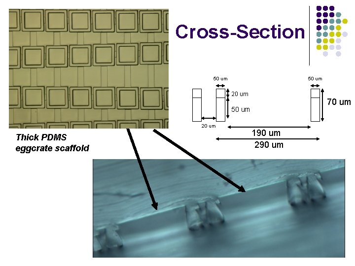 Cross-Section 50 um 20 um 70 um 50 um 20 um Thick PDMS eggcrate