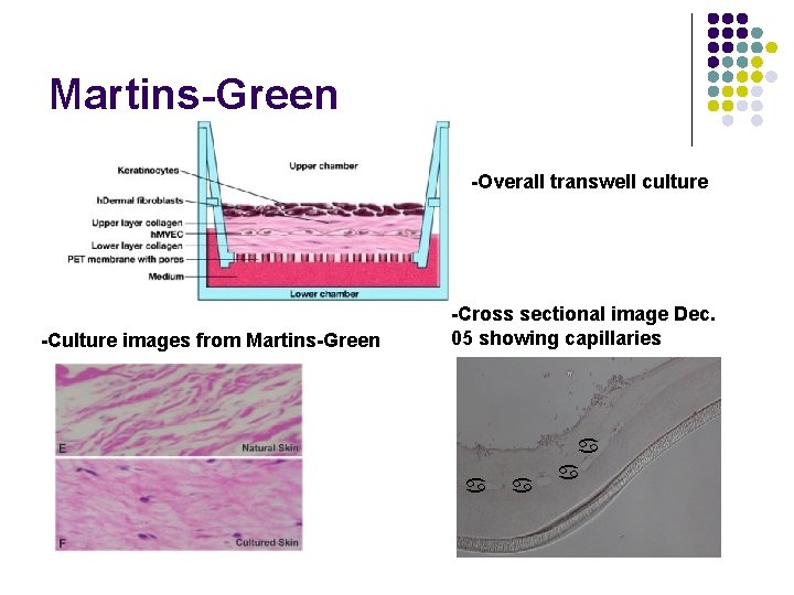 Martins-Green -Overall transwell culture -Culture images from Martins-Green -Cross sectional image Dec. 05 showing