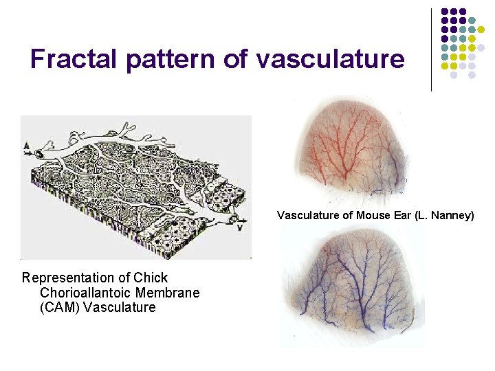 Fractal pattern of vasculature Vasculature of Mouse Ear (L. Nanney) Representation of Chick Chorioallantoic