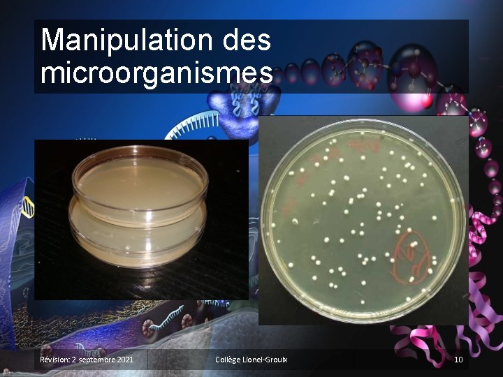 Manipulation des microorganismes Révision: 2 septembre 2021 Collège Lionel-Groulx 10 