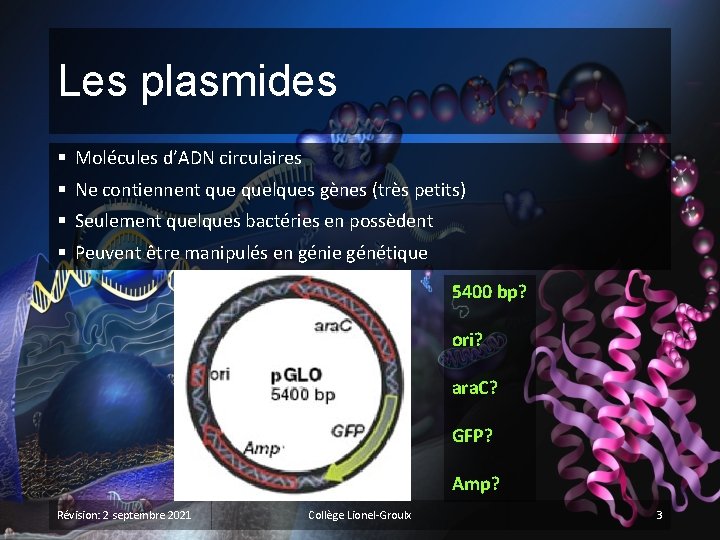 Les plasmides § Molécules d’ADN circulaires § Ne contiennent quelques gènes (très petits) §