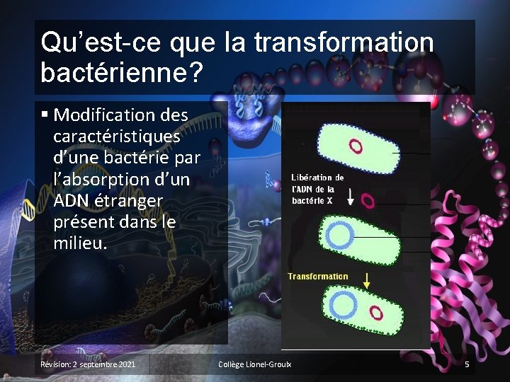 Qu’est-ce que la transformation bactérienne? § Modification des caractéristiques d’une bactérie par l’absorption d’un