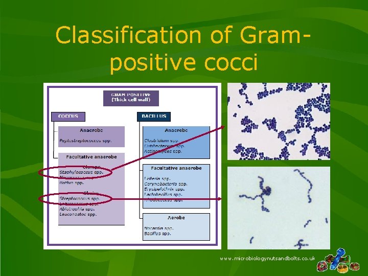 Classification of Grampositive cocci www. microbiologynutsandbolts. co. uk 