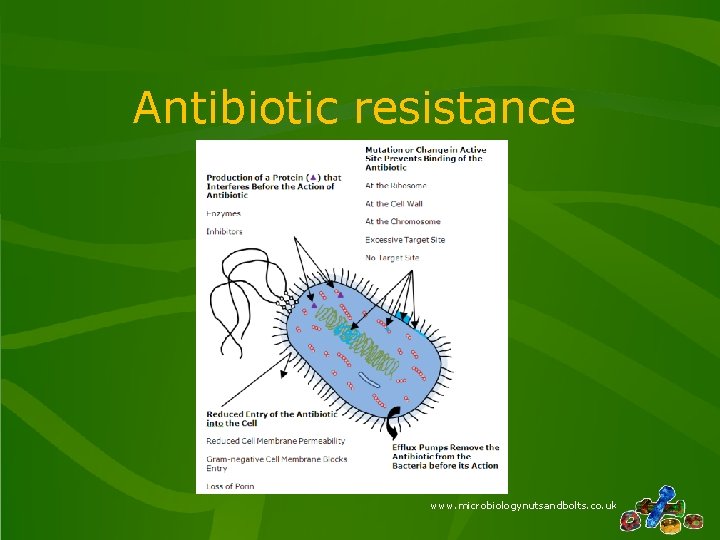 Antibiotic resistance www. microbiologynutsandbolts. co. uk 