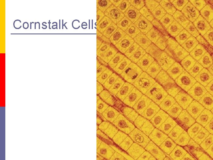 Cornstalk Cells 