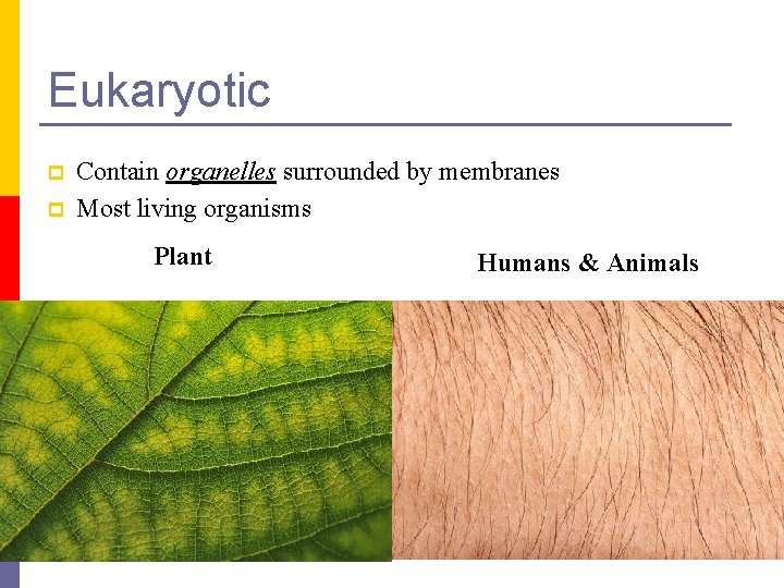 Eukaryotic p p Contain organelles surrounded by membranes Most living organisms Plant Humans &
