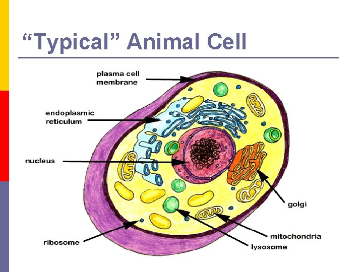 “Typical” Animal Cell 